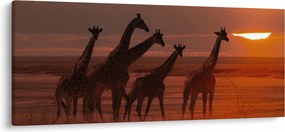 Tablou - Girafe în savana africană (120x50 cm)
