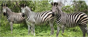Tablou cu zebre (120x50 cm)