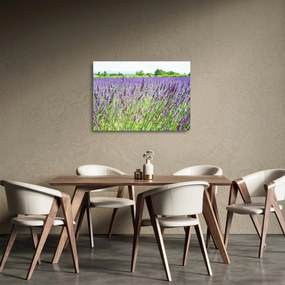 Tablou pe sticlă - Lavandă în câmp (70x50 cm)