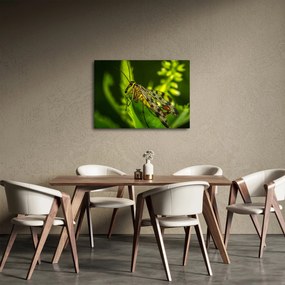 Tablou cu omide (70x50 cm)