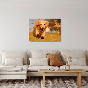 Tablou pe sticlă - Golden Retriever (70x50 cm)