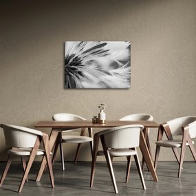 Tablou - Macro,alb-negru (70x50 cm)