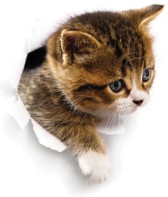 Autocolant de perete Ambiance Hiding Cat