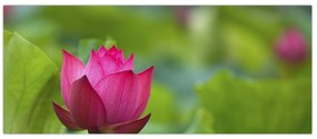 Tablou - floare de apă (120x50 cm)