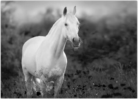 Tablou - Cal alb în poină (70x50 cm)
