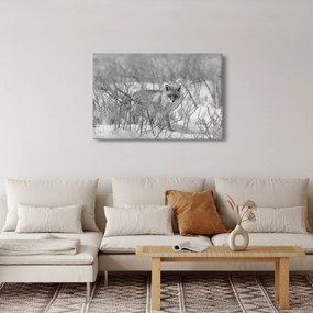 Tablou - Vulpe,alb-negru (90x60 cm)