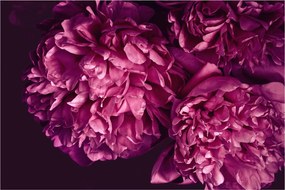 Tablou - Floarea bujorului (90x60 cm)