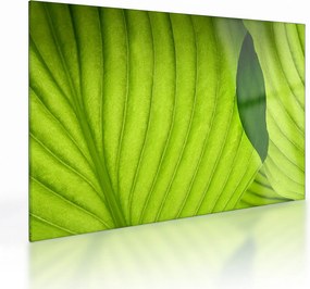 Tablou pe sticlă - Detaliu de frunză verde (70x50 cm)