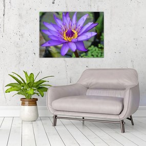 Tablou - Floare violet (70x50 cm)
