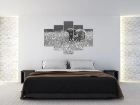 Tablou - Vacă scoțiană 5,alb-negru (150x105 cm)