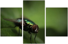 Tablou - Musca (90x60 cm)