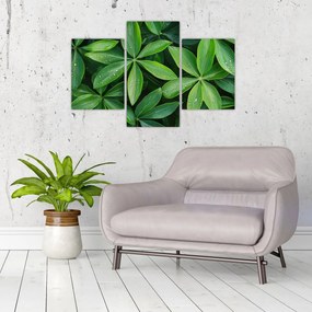 Tablou - Frunze cu picături de rouă (90x60 cm)