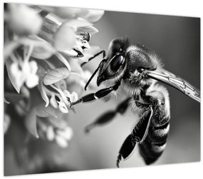 Tablou - Detaliu de albină (70x50 cm)