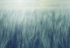 Tapet Rye Field, Turquoise, Rebel Walls