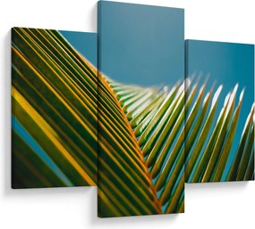 Tablou - Frunze de palmier (90x60 cm)