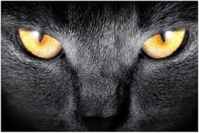 Tablou - Close up portret de o pisică (90x60 cm)