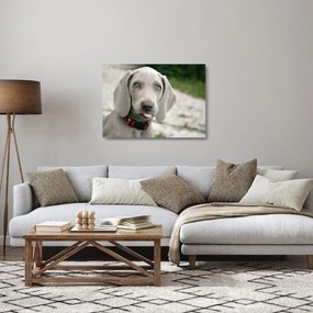 Tablou pe sticlă - cățeluș weimaraner (70x50 cm)