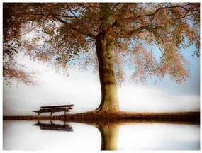 Fototapet - A tree near a lake
