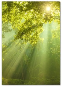 Imagine de sticlă Soare în pădure
