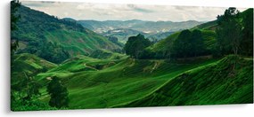 Tablou Plantații de ceai - Malaezia (120x50 cm)