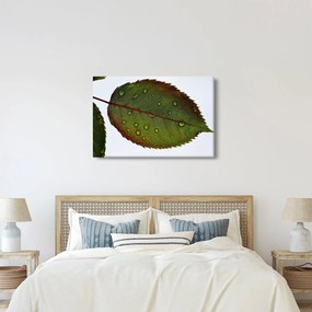 Tablou - Frunze de trandafir (90x60 cm)