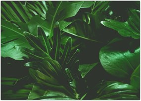 Tablou - Frunze de palmier (70x50 cm)