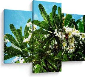 Tablou - Plumeria (90x60 cm)