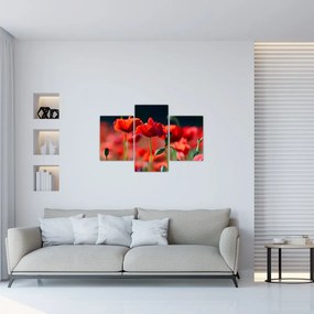 Tablou - flori de maci (90x60 cm)