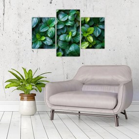 Tablou - Plante verzi (90x60 cm)
