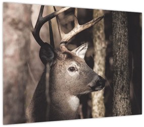 Tablou pe sticlă - Cerb în pădure (70x50 cm)