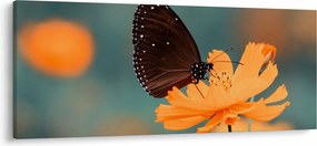 Tablou - fluture pe o floare portocalie (120x50 cm)