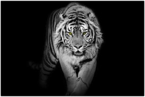 Tablou - Tigru cu ochi galbeni (90x60 cm)