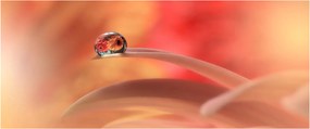 Tablou picăturii de rouă pe floare (120x50 cm)