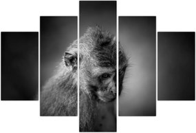 Tablou - Maimuță (150x105 cm)