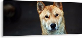 Tablou cu câine (120x50 cm)