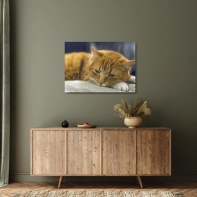 Tablou pe sticlă pisicii (70x50 cm)