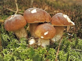 Rasad de ciuperci de pădure