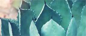 Tablou - Suculent (120x50 cm)