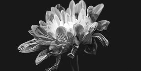 Tablou margaretă alb-negru