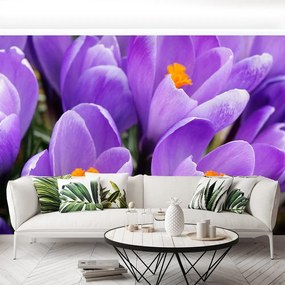Fototapet Purple Crocuses