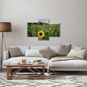 Tablou - Câmpul de floarea-soarelui II. (90x60 cm)