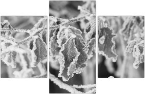 Tablou - Frunze înghețate,alb-negru (90x60 cm)