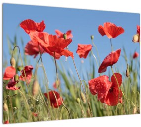 Tablou - Maci (70x50 cm)