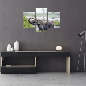 Tablou - Elefant de scăldat (90x60 cm)