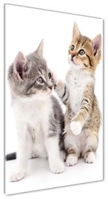 Fotografie imprimată pe sticlă Două pisici de talie mică