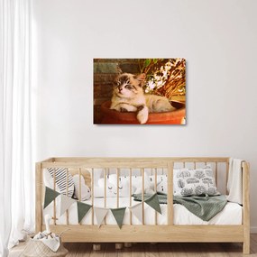 Tablou pe sticlă cu pisica în ghiveci (70x50 cm)