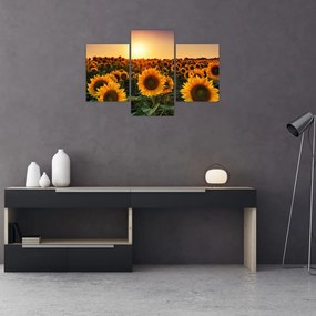 Tablou - Floarea soarelui (90x60 cm)