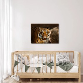 Tablou cu tigrul (70x50 cm)
