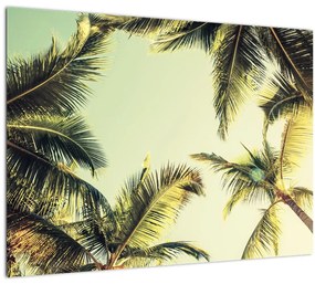 Tablou - Palmieri de cocos (70x50 cm)