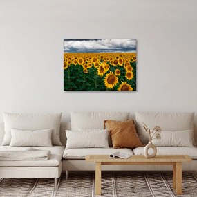 Tablou câmpului de floarea soarelui (70x50 cm)